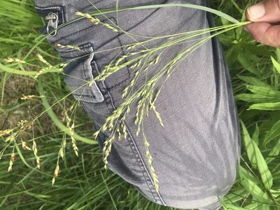 Panicum virgatum, photographed by jim isleib
