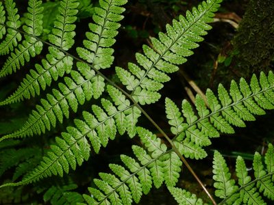 Dryopteris melanocarpa, photographed by Jacy Chen