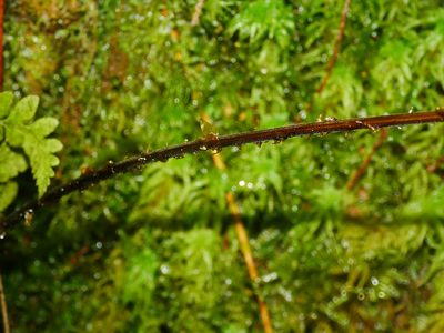 Dryopteris melanocarpa, photographed by Jacy Chen