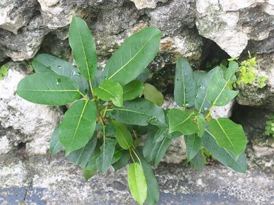 Ficus subpisocarpa, photographed by 葉子