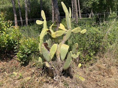 Opuntia ficus-indica, photographed by Marc Riera