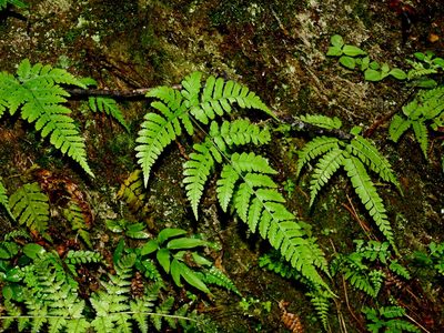 Dryopteris melanocarpa, photographed by Jacy Chen