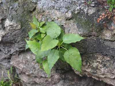 Ficus religiosa, photographed by 葉子