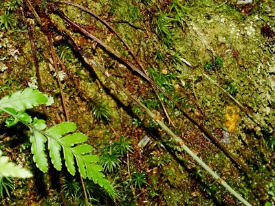 Dryopteris melanocarpa, photographed by Jacy Chen