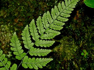 Dryopteris melanocarpa, photographed by Jacy Chen