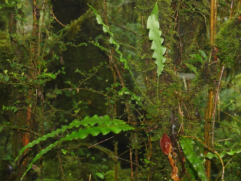 Lepisorus obscure-venulosus, photographed by Jacy Chen
