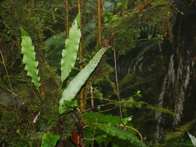 Lepisorus obscure-venulosus, photographed by Jacy Chen