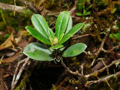 Rhododendron kawakamii, photographed by Jacy Chen
