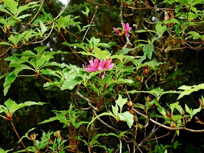 Rhododendron chilanshanense, photographed by Jacy Chen