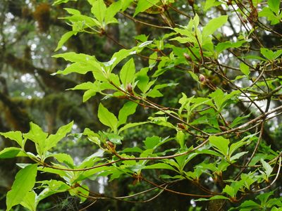 Rhododendron chilanshanense, photographed by Jacy Chen