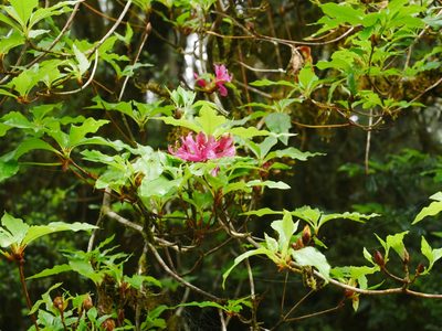 Rhododendron chilanshanense, photographed by Jacy Chen