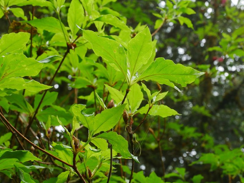 Rhododendron chilanshanense, photographed by Jacy Chen