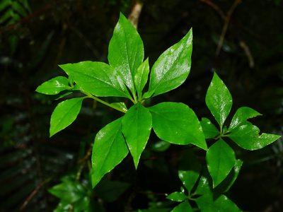 Rhododendron chilanshanense, photographed by Jacy Chen