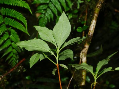 Rhododendron chilanshanense, photographed by Jacy Chen