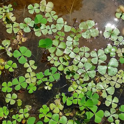 Marsilea crenata, photographed by Abu Hamas
