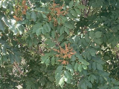 Fraxinus ornus, photographed by Marc Riera