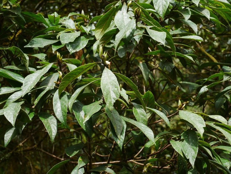 Actinodaphne mushaensis, photographed by Jacy Chen