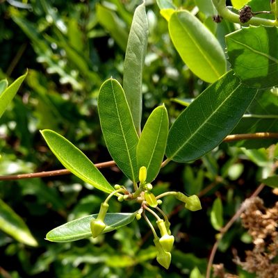 Gymnanthera oblonga, photographed by Abu Hamas