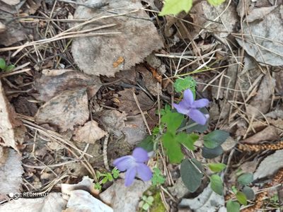 Viola rupestris, photographed by Nadezhda Kiseleva