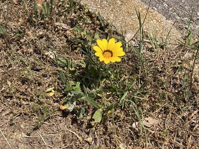 Gazania rigens