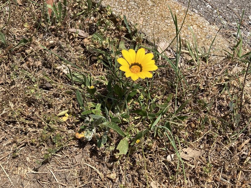 Gazania rigens, photographed by Marc Riera