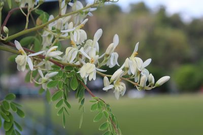 Moringa oleifera, photographed by Ricard Busquets Reverte