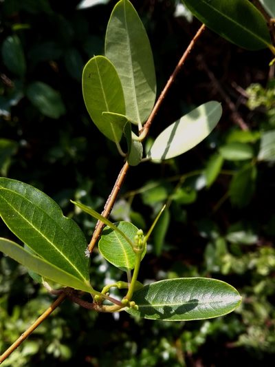 Gymnanthera oblonga, photographed by Abu Hamas