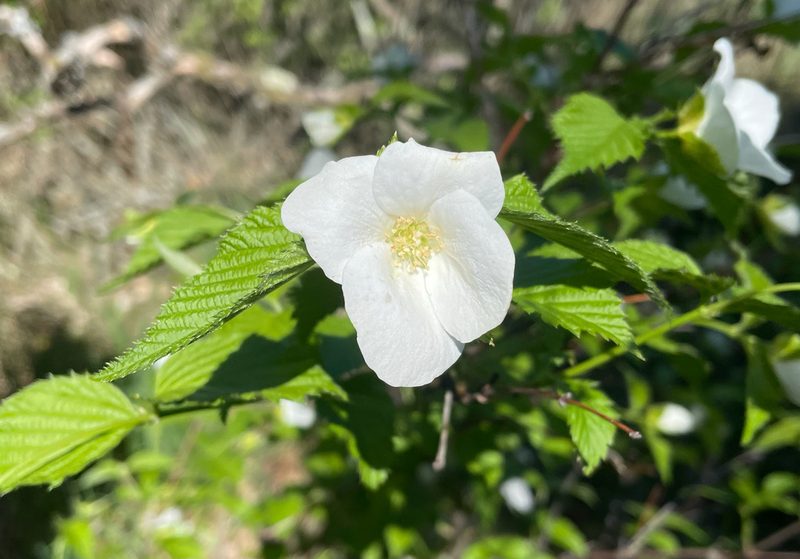 Rhodotypos scandens, photographed by Paula Dreeszen