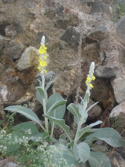 Verbascum bombyciferum, photographed by Ben Costamagna