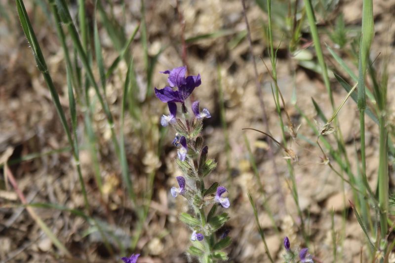 Salvia viridis, photographed by Edmundas Greimas