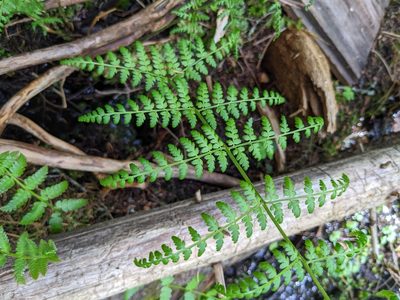 Athyrium angustum, photographed by Nick Kleinschmidt