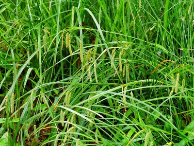 Carex phacota, photographed by Jacy Chen