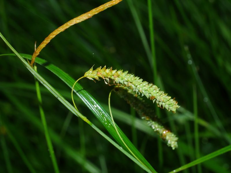 Carex phacota, photographed by Jacy Chen