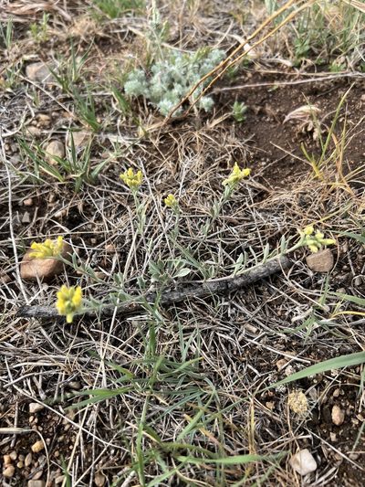 Physaria montana, photographed by Jared Shorma