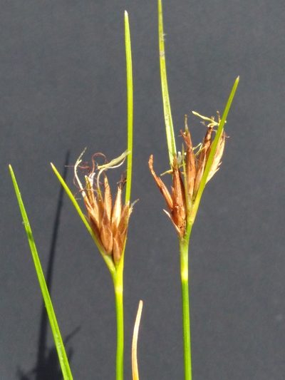 Rhynchospora pleiantha, photographed by Scott Ward