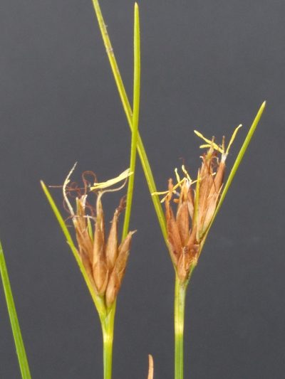 Rhynchospora pleiantha, photographed by Scott Ward