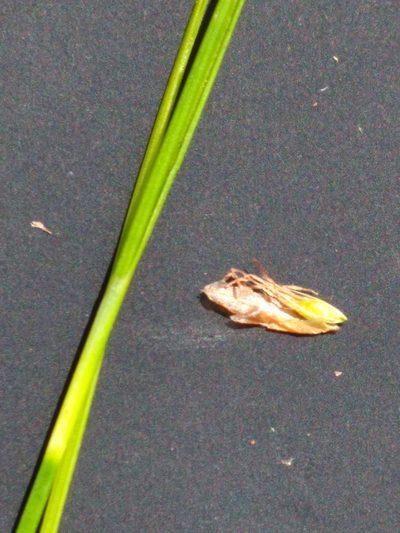 Rhynchospora pleiantha, photographed by Scott Ward