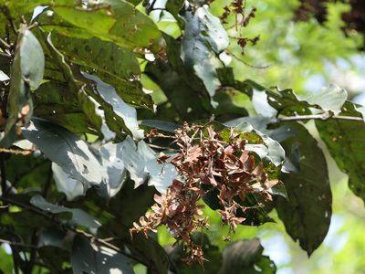 Terminalia paniculata, photographed by Dinesh Valke
