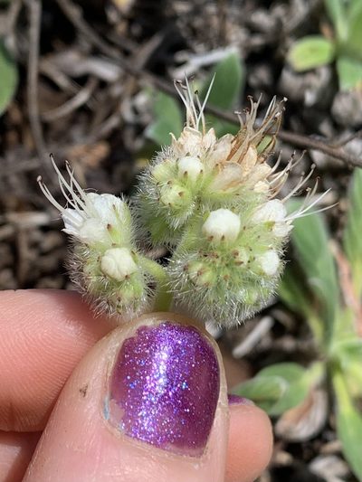 Phacelia corymbosa, photographed by Kate Manning