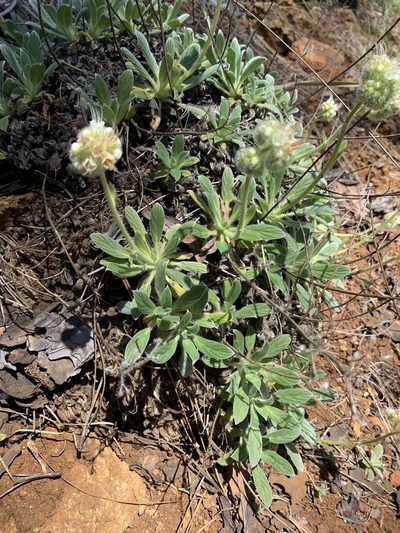 Phacelia corymbosa, photographed by Kate Manning