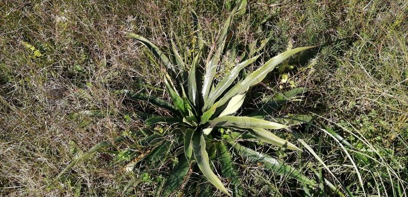 Eryngium elegans, photographed by Karina Viera