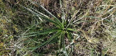 Eryngium horridum, photographed by Karina Viera