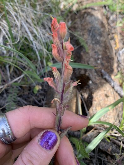 Castilleja brevilobata, photographed by Kate Manning