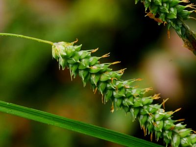 Carex phacota, photographed by Jacy Chen