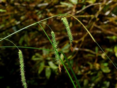 Carex phacota, photographed by Jacy Chen