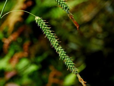 Carex phacota, photographed by Jacy Chen