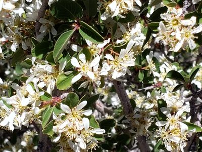 Amelanchier utahensis, photographed by kunstmanl
