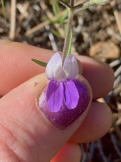 Collinsia linearis, photographed by Kate Manning