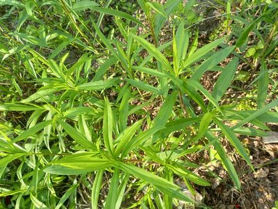 Solidago gigantea, photographed by Anastasia_Surkova