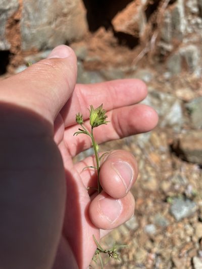 Cordylanthus pringlei, photographed by Mike Heine